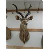 Image 1 : Kudu Head Mount: From tips of horns to bottom of neck is 60 inches, Horns are 34 inches (270)