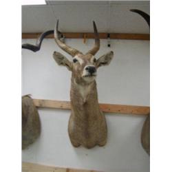 Water Buck Head Mount: From tips of horns to bottom of neck is 51 inches. Horns are 24 inches (270)