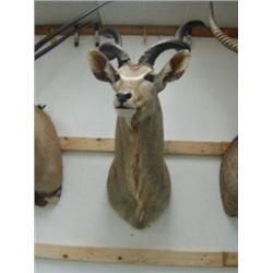 Kudu Head Mount: 51 inches, horns are 32 inches  (270)