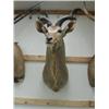 Image 1 : Kudu Head Mount: 51 inches, horns are 32 inches  (270)