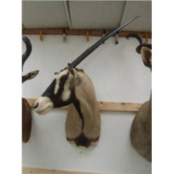 Gemsbok Head Mount: From tips of horns to bottom of neck is 50 inches. Horns are 34 inches (270)