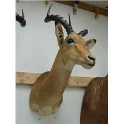 Impala Head Mount: 34 inches, horns 16 inches (270)
