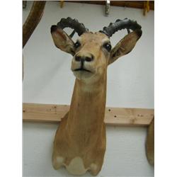 Impala Head Mount: 31 inches, 17 inch horns (270)
