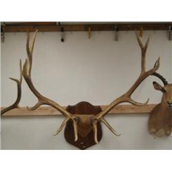 Perfect set of American Elk Horns 6 points, 12inch eye guards, at widest point they are 44 inches, F