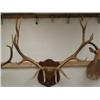Image 1 : Perfect set of American Elk Horns 6 points, 12inch eye guards, at widest point they are 44 inches, F