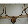 Image 1 : Fantastic 5pt Bull Elk Antler Mount, From Utah with documents  (270)