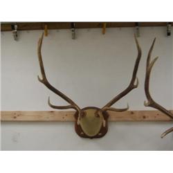 Magnificent Bull Elk Antler Mount 5 pts, From Utah with documents (270)