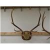 Image 1 : Magnificent Bull Elk Antler Mount 5 pts, From Utah with documents (270)