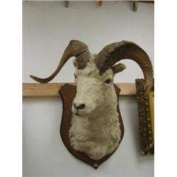 Dall Sheep Head mount (5)