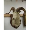 Image 1 : Dall Sheep Head mount (5)