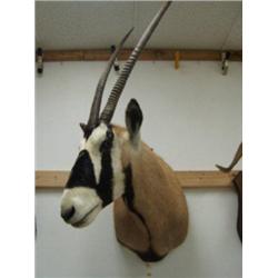 Gemsbok Head Mount, From tip of horns to bottom of neck is 51 inches. Horns are  36 inches long(3)