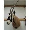Image 1 : Gemsbok Head Mount, From tip of horns to bottom of neck is 51 inches. Horns are  36 inches long(3)