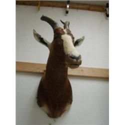 31 inches from tips of horns to bottom of neck horns 14 inches long (3)