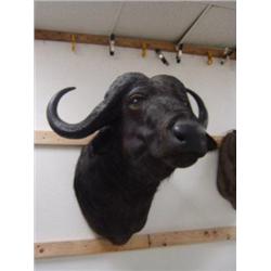 Cape Buffalo: From top of neck to bottom of neck is  28in.  Chest is  45 inches    (3)