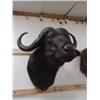 Image 1 : Cape Buffalo: From top of neck to bottom of neck is  28in.  Chest is  45 inches    (3)