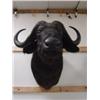 Image 2 : Cape Buffalo: From top of neck to bottom of neck is  28in.  Chest is  45 inches    (3)