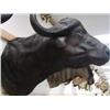 Image 3 : Cape Buffalo: From top of neck to bottom of neck is  28in.  Chest is  45 inches    (3)