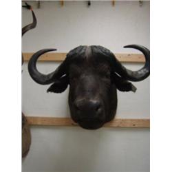 Cape Buffalo: From top of neck to bottom of neck is 37in.  Horns are  38 inches   (3)