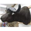 Image 2 : Cape Buffalo: From top of neck to bottom of neck is 37in.  Horns are  38 inches   (3)