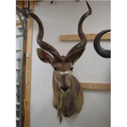 Kudu: Tip of horns to bottom of neck is 67in.  Horns are  37 inches  (3)