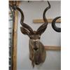 Image 1 : Kudu: Tip of horns to bottom of neck is 67in.  Horns are  37 inches  (3)