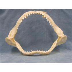 Ten inch set of Shark Jaws  (2)