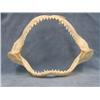 Image 1 : Ten inch set of Shark Jaws  (2)