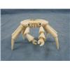Image 1 : Fabulous Ivory Crab  By. Bobby Koezuna  (3)