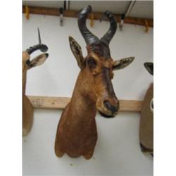 Stuffed Hartebeest Head Mount: 38 inches, horns 14 inches (270)