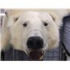 Image 2 : Polar Bear rug 9foot 1 inch from the tip of nose to tip of claw (5)