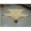 Image 3 : Polar Bear rug 9foot 1 inch from the tip of nose to tip of claw (5)
