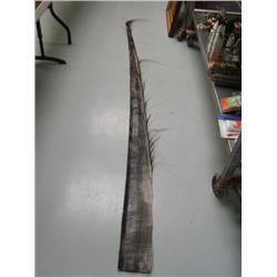 Piece of baleen  8ft in length  (270)