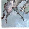Image 2 : Salomon (1935 - 2014) Limited Edition Serigraph On Paper