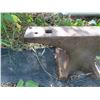 Image 8 : Anvil 27 1/2'' x 10 1/2'' 