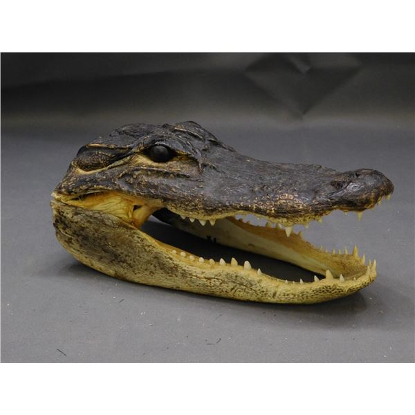 Taxidermy America Alligator head. 6 inch.