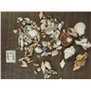 Image 2 : Lot of 25 Baskets of Assorted Sea Shells