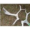 Image 3 : (2 pcs) Caribou Sheds
