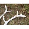 Image 4 : (2 pcs) Caribou Sheds