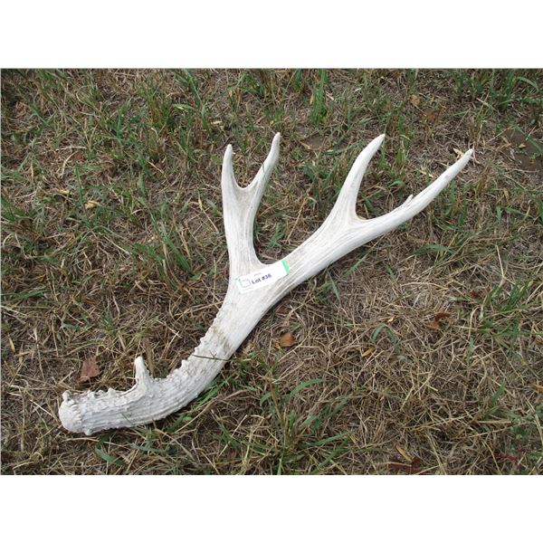 Deer Shed