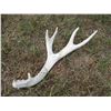 Image 1 : Deer Shed