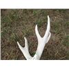 Image 2 : Deer Shed