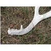 Image 3 : Deer Shed