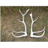 Image 1 : (2 pcs) Elk Sheds