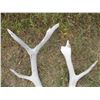 Image 2 : (2 pcs) Elk Sheds