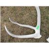 Image 3 : (2 pcs) Elk Sheds