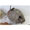 Image 3 : Wasp Nest - Puffer Fish - Stuffed Baby Alligator - Sea Shells - Star Fish