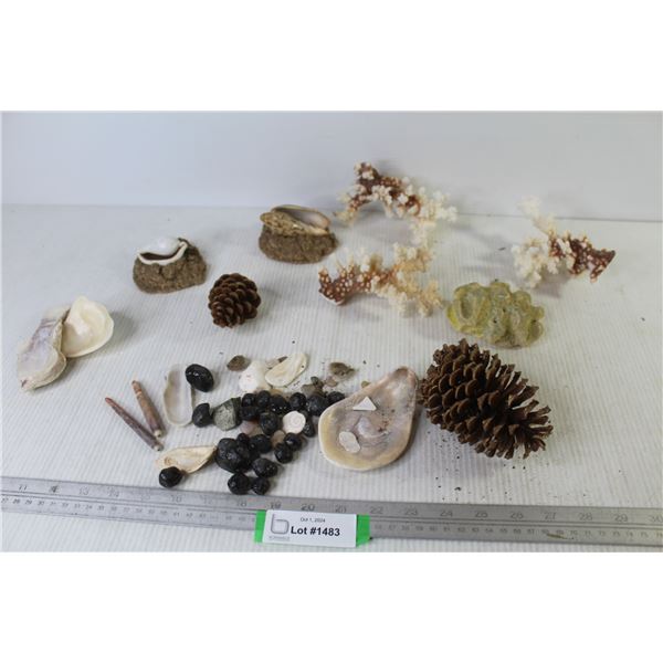 Coral - Sea Shells - Pine Cones - Rocks