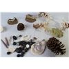Image 5 : Coral - Sea Shells - Pine Cones - Rocks