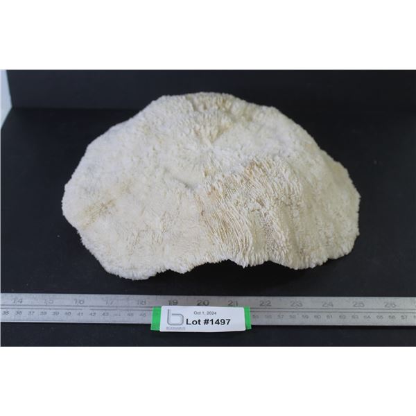 Large White Sea Shell/Coral?