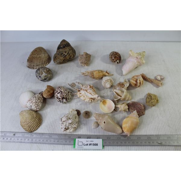 Assortment of Seashells